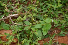 Neanotis monosperma var. tirunelvelica